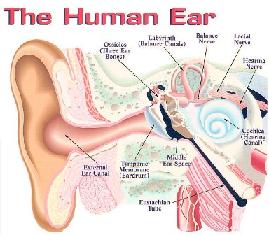 Humanear (2)